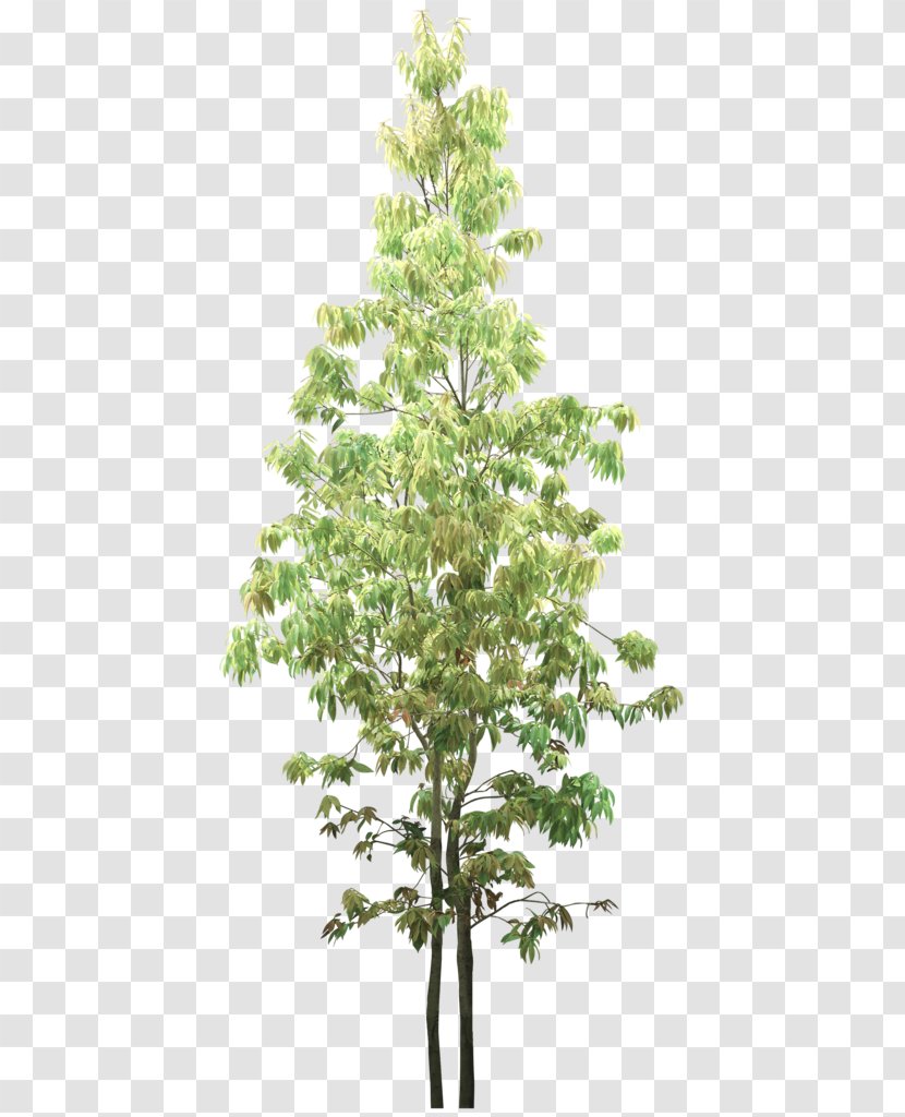 Treelet Facade Spruce Shrub - Conifer - Tree Transparent PNG