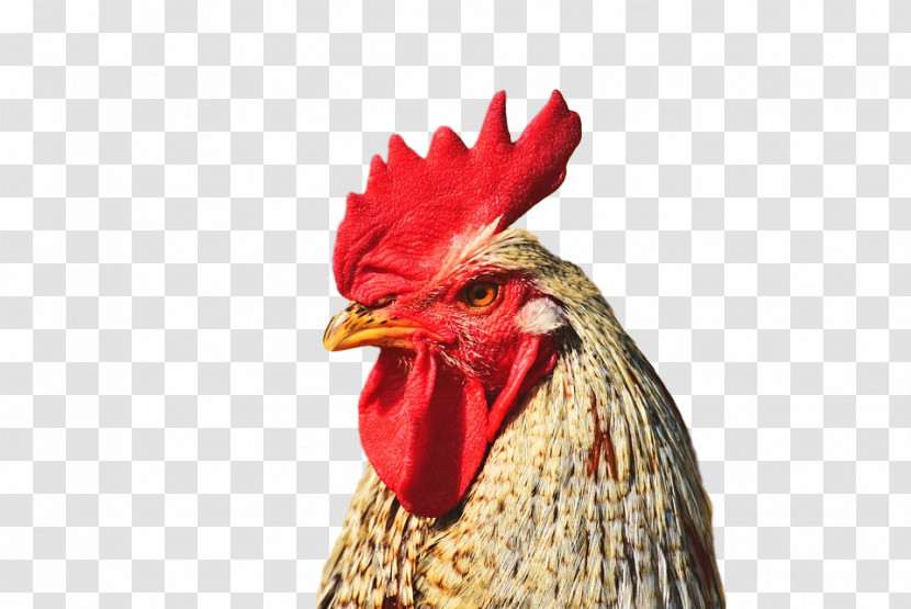 Chicken Rooster Bird Comb Beak Transparent PNG