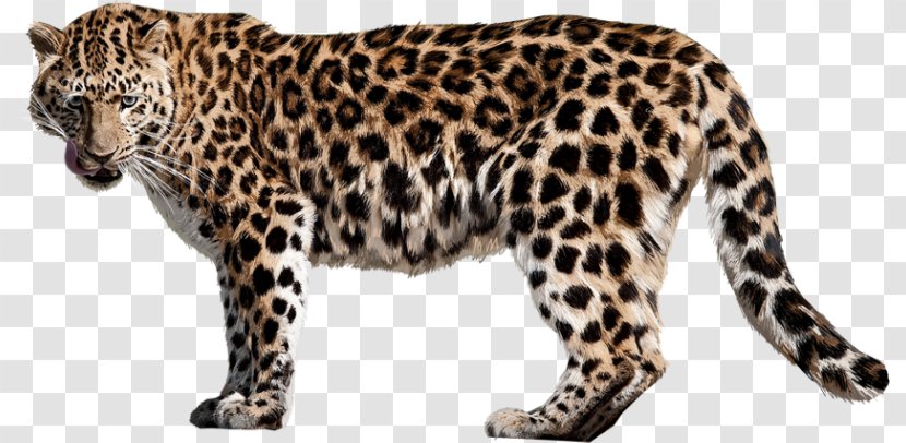 Felidae Cheetah Jaguar Clip Art - Snow Leopard Transparent PNG
