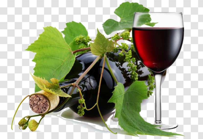 Common Grape Vine Wine Viticulture Propineb - Superfood Transparent PNG