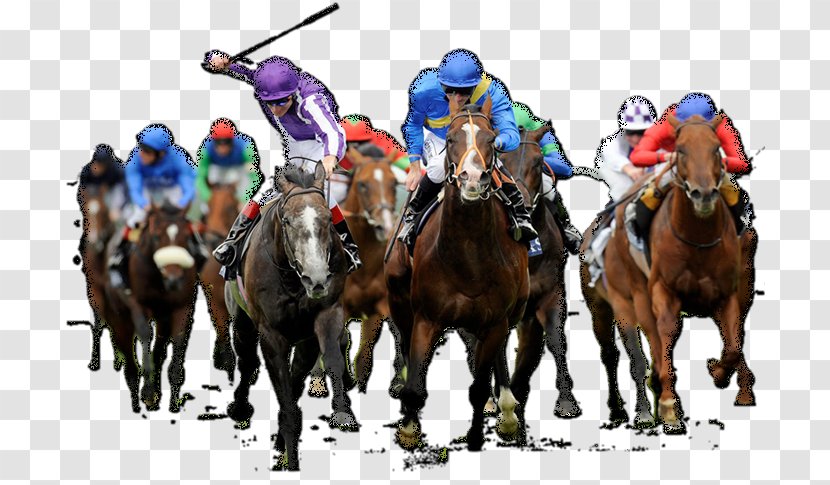 Horse Racing The Grand National Greeting & Note Cards - Race Transparent PNG