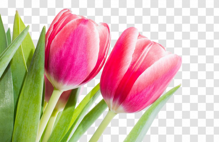 Flower Tulip Red Stock.xchng Spring - Tulips Transparent PNG