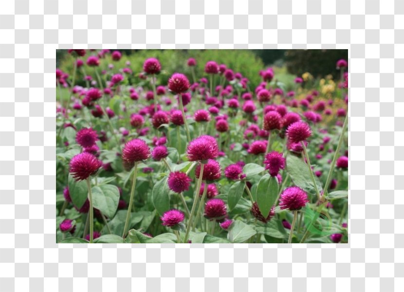 Plant Espinheira Santa Globe Amaranth Perpétua Flower - Grass Transparent PNG