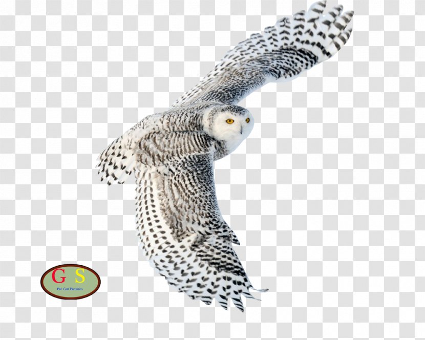 Snowy Owl Desktop Wallpaper Northern White-faced Bird Scops - True Transparent PNG