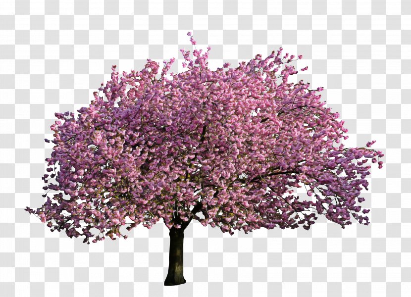Cherry Blossom Tree Drawing - Airplane - Prunus Malus Transparent PNG
