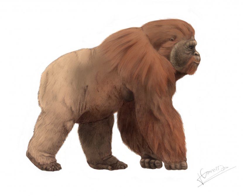 Gigantopithecus Blacki Ape King Kong Bigfoot Primate - Mammal - Orangutan Transparent PNG