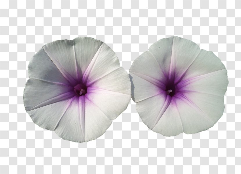 Pansy Morning Glory - Darshan Transparent PNG