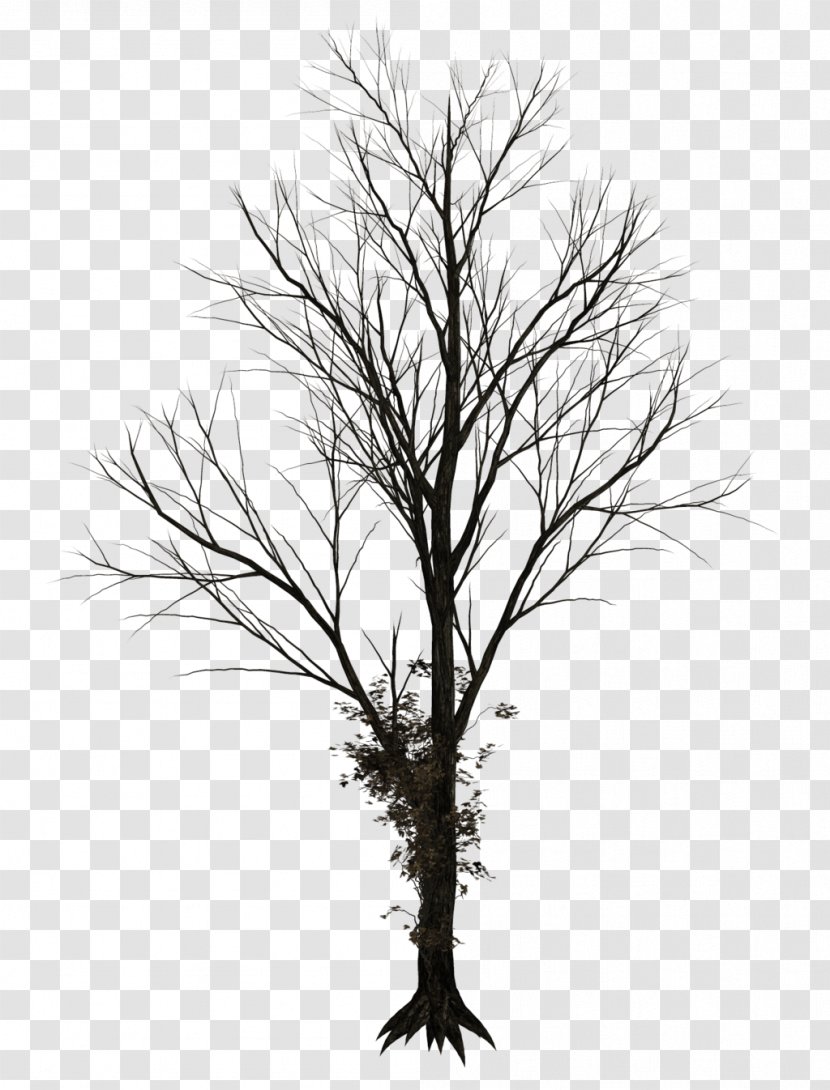 Tree Drawing Clip Art - Plant - Winter Trees Transparent PNG