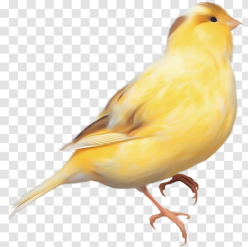 Bird Atlantic Canary Canary Beak Finch Transparent PNG