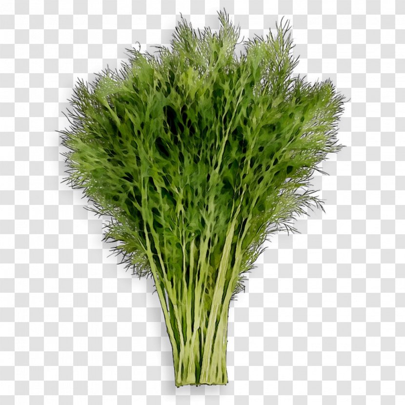 Greens Fennel Herb Commodity Grasses Transparent PNG