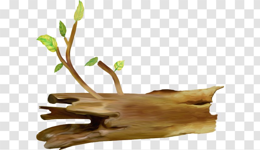 Tree Stump Trunk Coarse Woody Debris Drawing - Color Transparent PNG