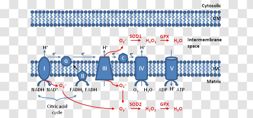 Reactive Oxygen Species Mitochondrial ROS Radical Electron - Cell - Molecule Transparent PNG