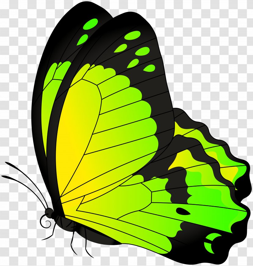 Butterfly Clip Art - Moths And Butterflies - Yellow Green Transparent Image Transparent PNG