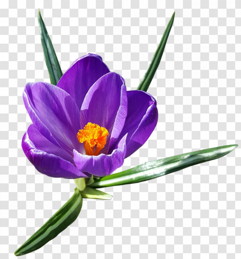 Crocus Vernus Snow Clip Art - Flowering Plant - Spring Flowers Transparent PNG