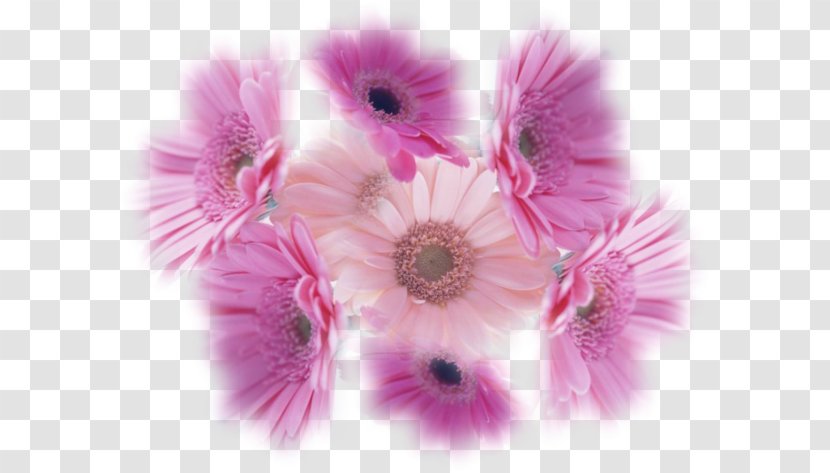 Transvaal Daisy Flower Chrysanthemum - Close Up Transparent PNG