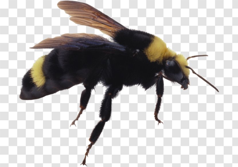 Bumblebee Hornet Insect - Pest - Bee Transparent PNG