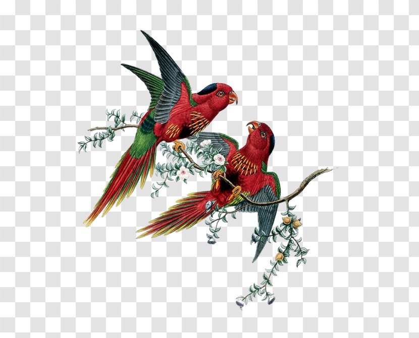 Parrots Of The World Lovebird Shabby Chic - Cushion - Parrot Transparent PNG