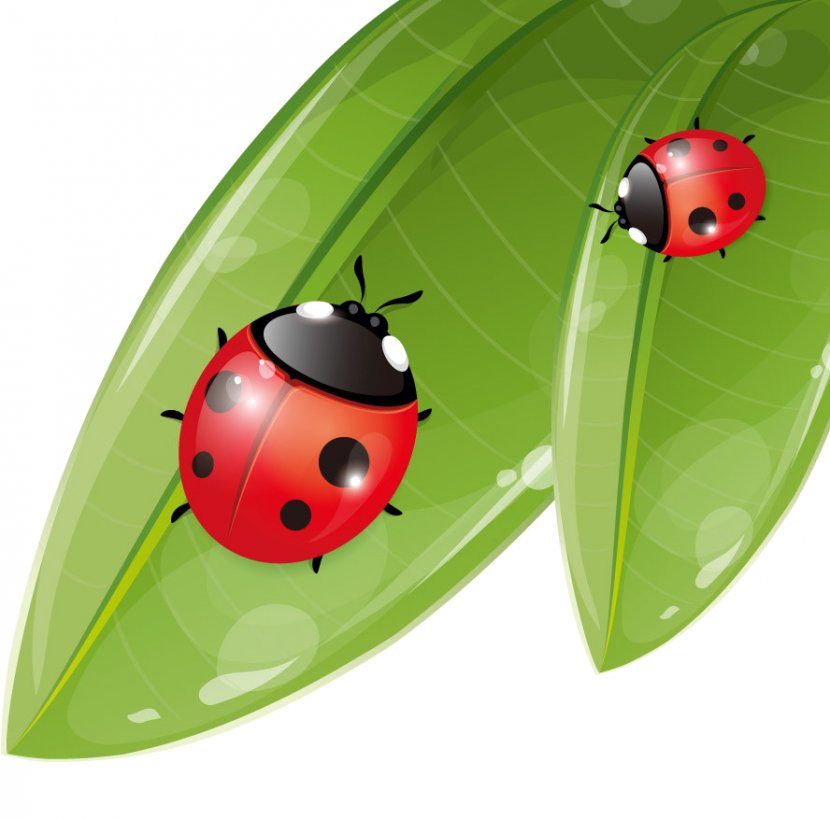 Insect Seven-spot Ladybird - Coccinella Transparent PNG