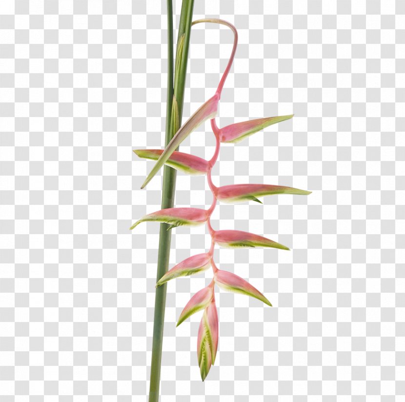 Flower Sweet Grass Beefsteak Lobster-claws Musa Ornata - Opal Transparent PNG