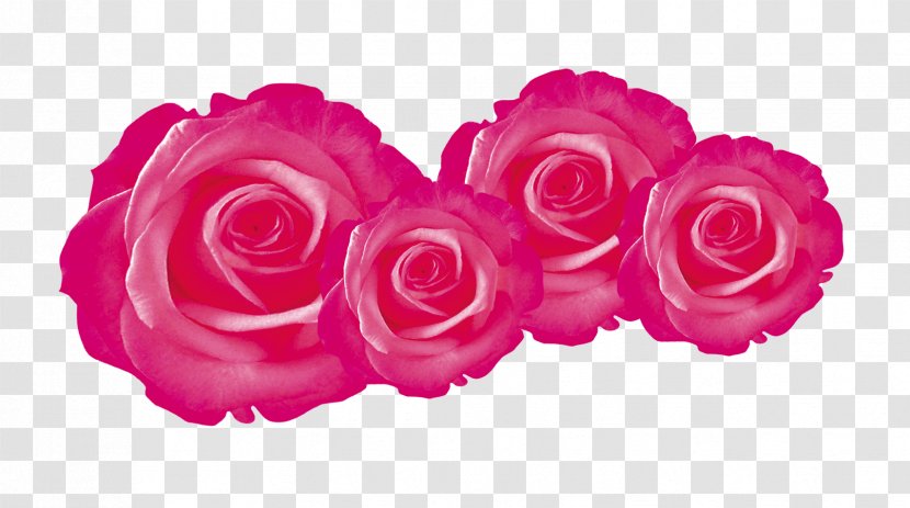Garden Roses Flower - Wedding Flowers Transparent PNG