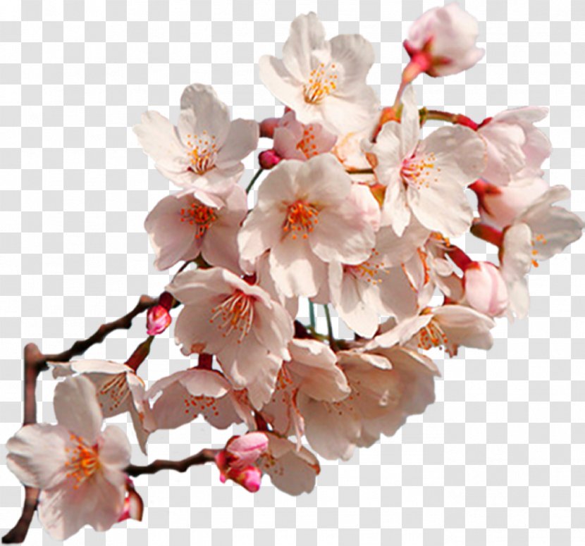 Cherry Blossom East Asian Clip Art - Raster Graphics - Sakura Transparent PNG