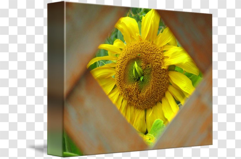 Close-up - Sunflower Seed - Decorative Material Transparent PNG