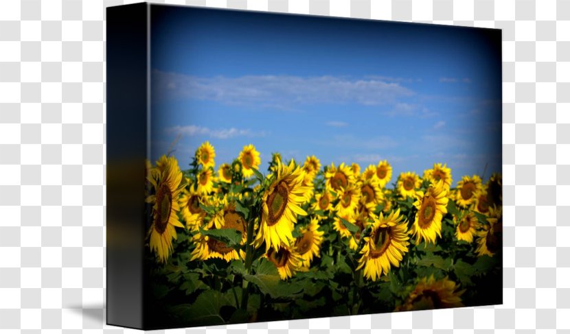 Common Sunflower Seed Picture Frames Sky Plc - Field Transparent PNG