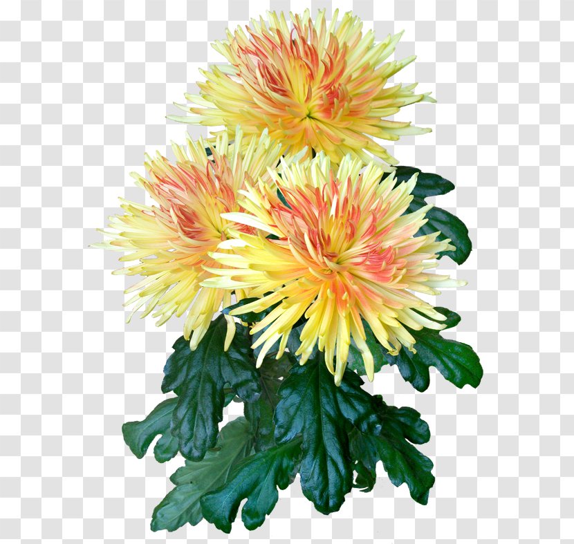 Chrysanthemum Cut Flowers Daisy Family Floral Design - Aster Transparent PNG