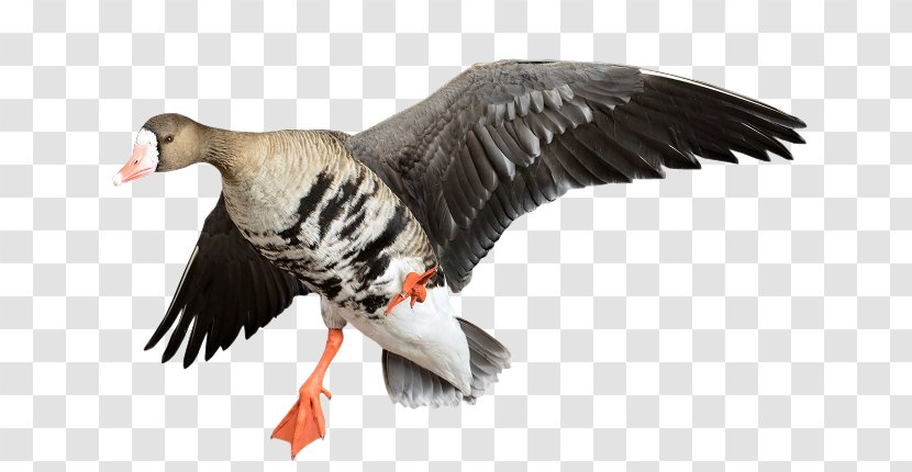 Goose Duck Fauna Beak Feather - Bird - Specklebelly Transparent PNG