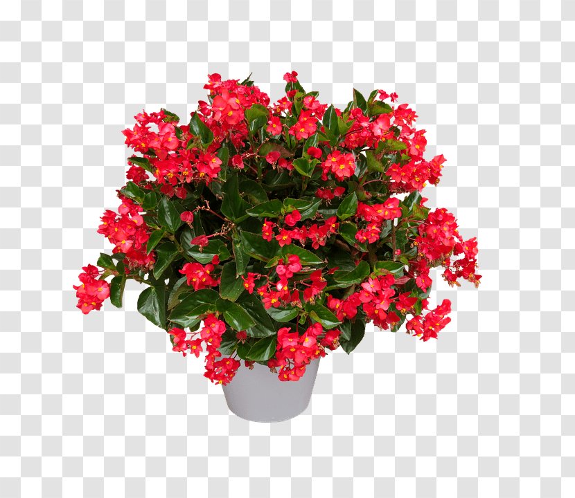 Tuberous Begonias Azalea Flower Houseplant Transparent PNG