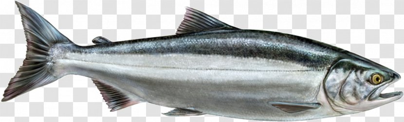 Thunnus Smoked Salmon Sardine Fish Products Transparent PNG