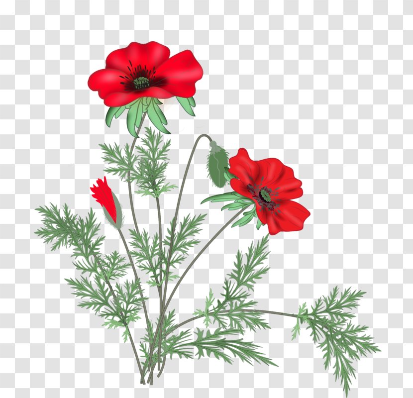 Poppy Cut Flowers Clip Art - Plant Stem - Flower Transparent PNG