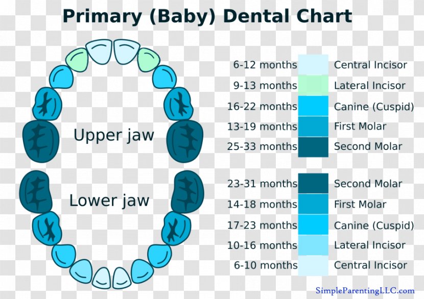 Deciduous Teeth Human Tooth Diagram Chart - Decay - Turquoise Transparent PNG