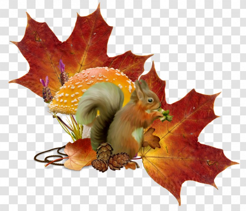 Tree Squirrel Autumn Hare Holiday - Summer - Illustration Transparent PNG