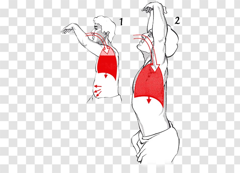 Diaphragmatic Breathing Respiratory System Qi Exercise - Frame - Breath Into The Lungs Transparent PNG