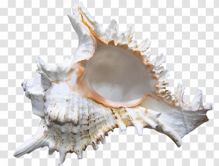 Seashell Conch Clip Art Transparent PNG