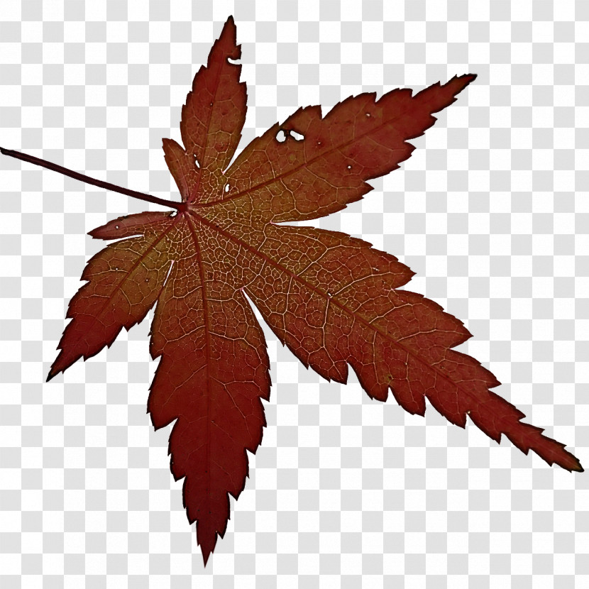 Maple Leaf Transparent PNG