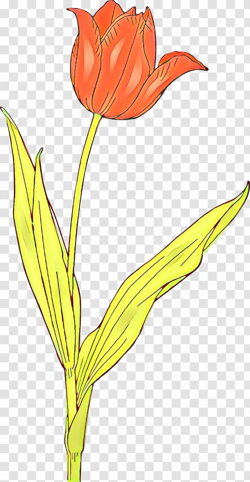 Clip Art Image Tulip Flower Floral Design - Alfalfa Transparent PNG