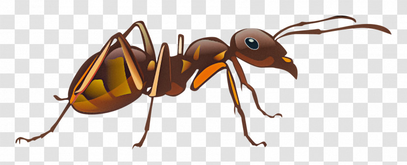 Insect Ant Carpenter Ant Eumenidae Pest Transparent PNG