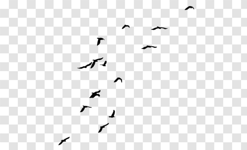 Bird Desktop Wallpaper Clip Art - Animal Migration Transparent PNG