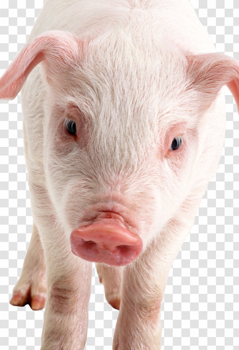 Domestic Pig Pig's Ear Snout Livestock Nose Transparent PNG
