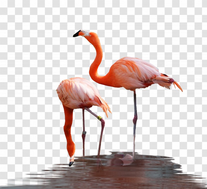 Water Bird Flamingo Reptile - Neck Transparent PNG