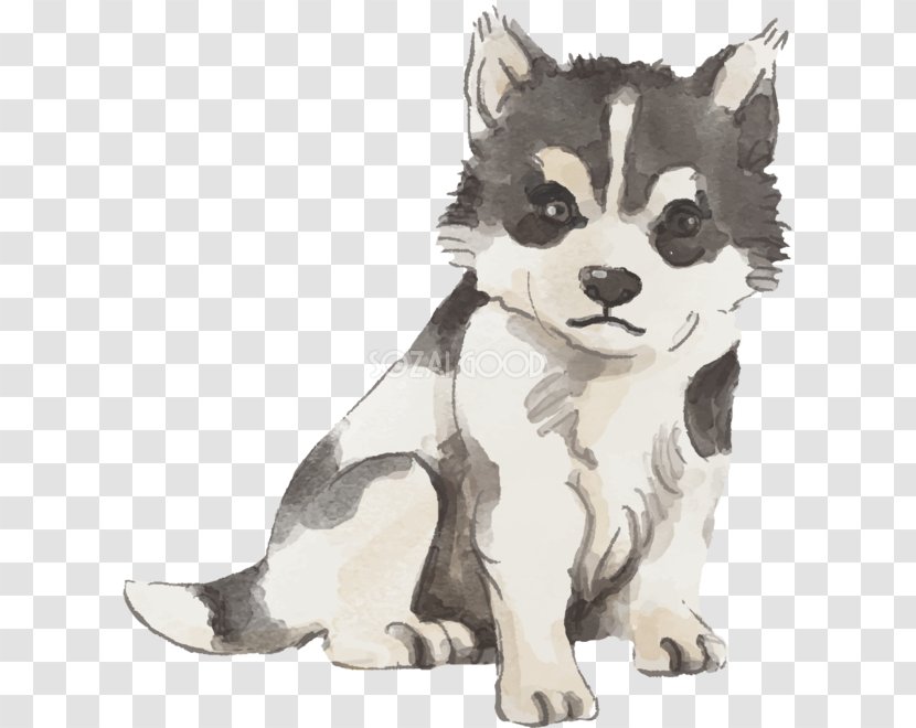 Sakhalin Husky Siberian Alaskan Malamute Klee Kai Puppy - Mammal Transparent PNG