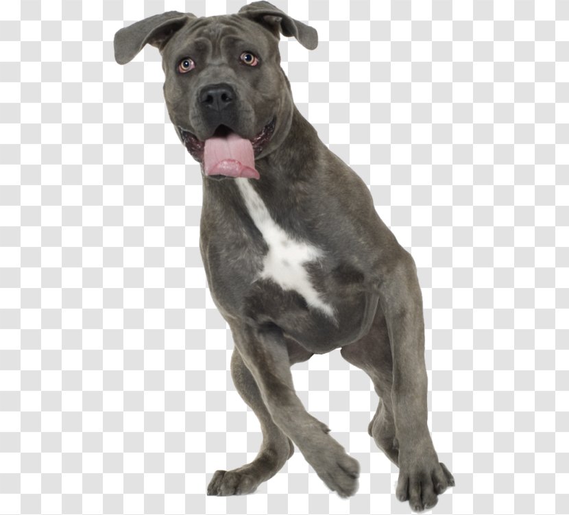 Dog Breed American Pit Bull Terrier Staffordshire Cane Corso - Koira Transparent PNG