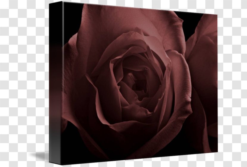 Garden Roses Petal Desktop Wallpaper Close-up - Flowering Plant - Rose Transparent PNG