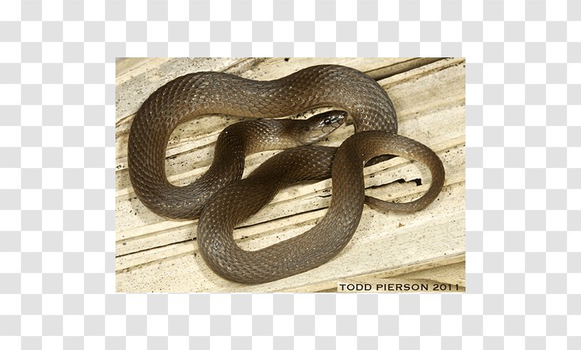 Kingsnakes Hognose Snake Grass Elapid Snakes - Boa Constrictor Transparent PNG