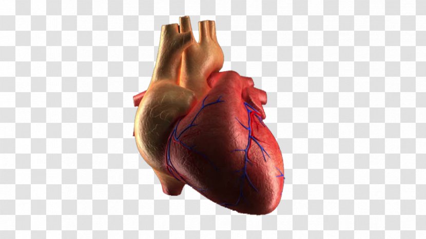 Heart Rate Human Body - Frame - Beating Transparent PNG