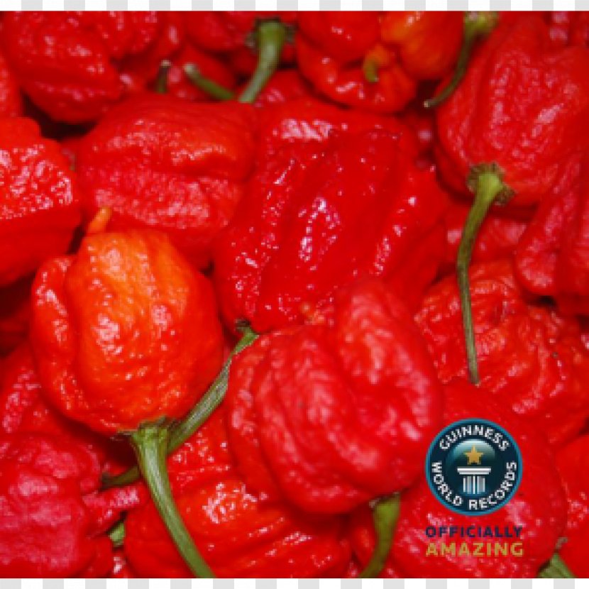 Chili Pepper Carolina Reaper Scoville Unit Guinness World Records Bhut Jolokia - Tabasco Bug Transparent PNG