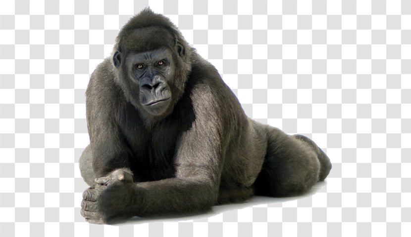 Cross River Gorilla Clip Art - Great Ape - Fur Transparent PNG