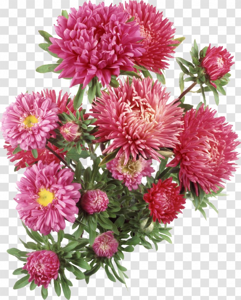 Aster Flower Clip Art - Garden Roses - Chrysanthemum Transparent PNG